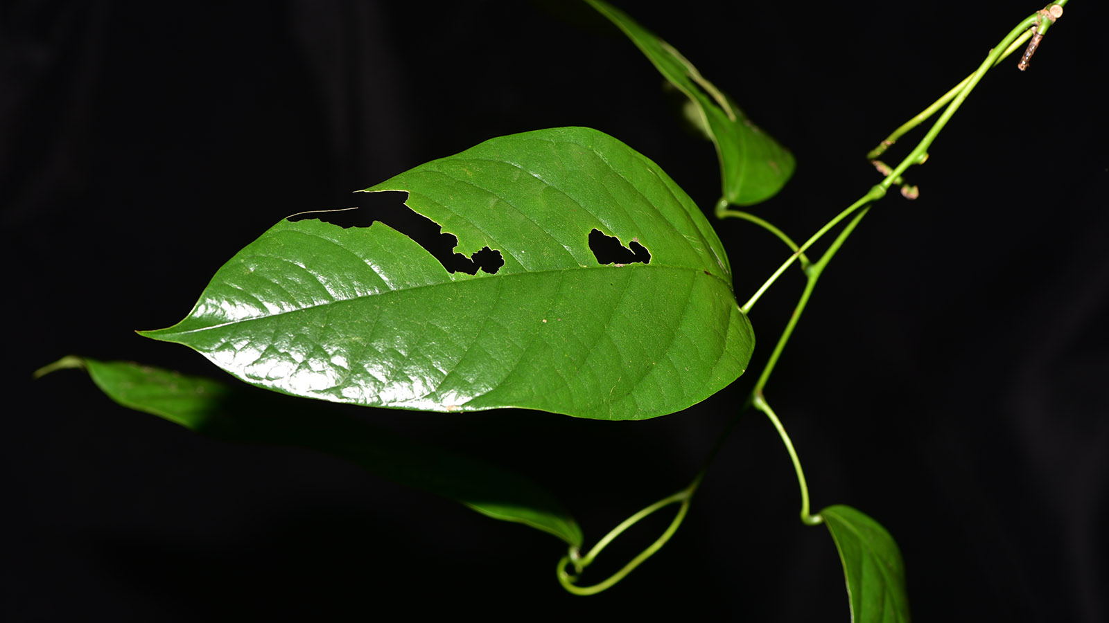 植物图