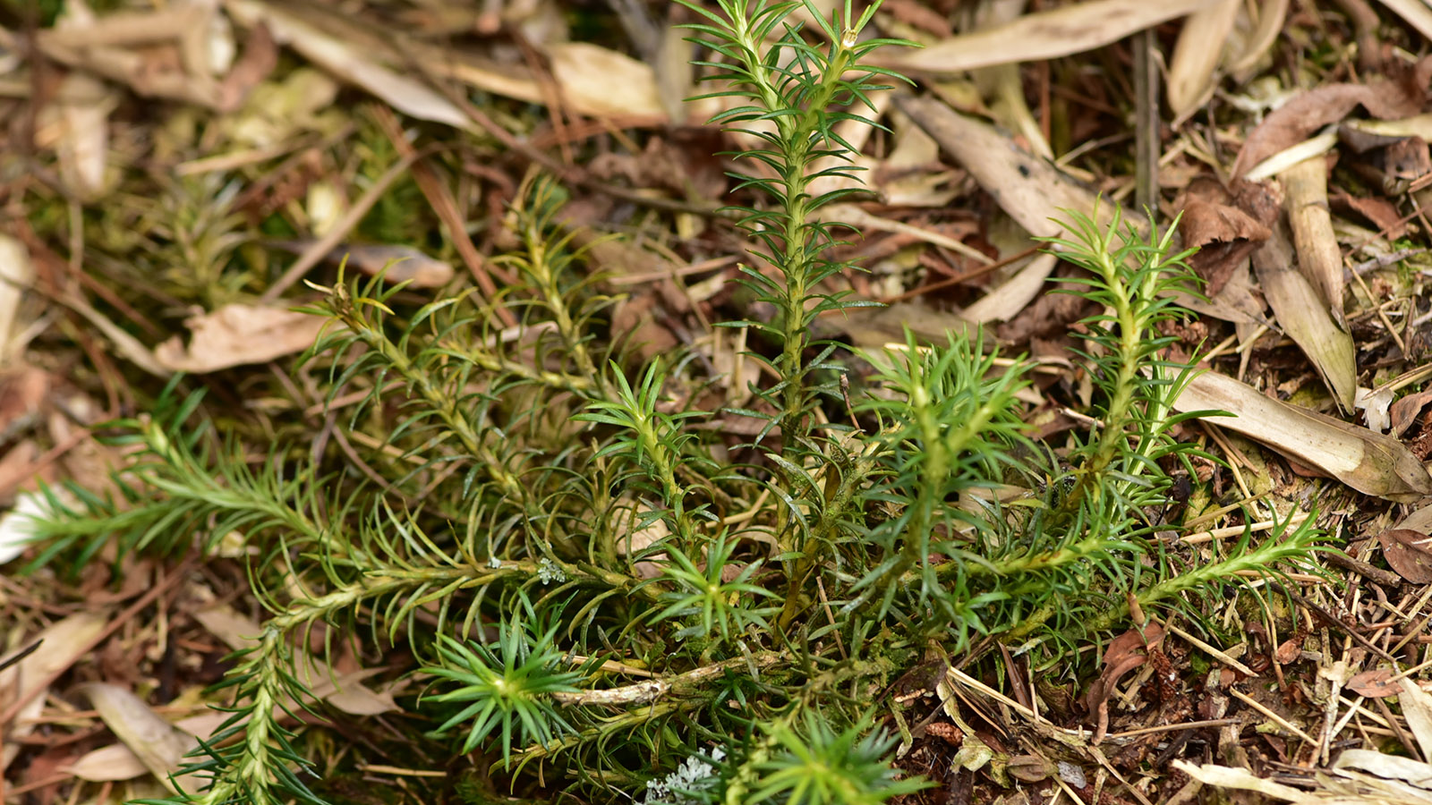 植物详情