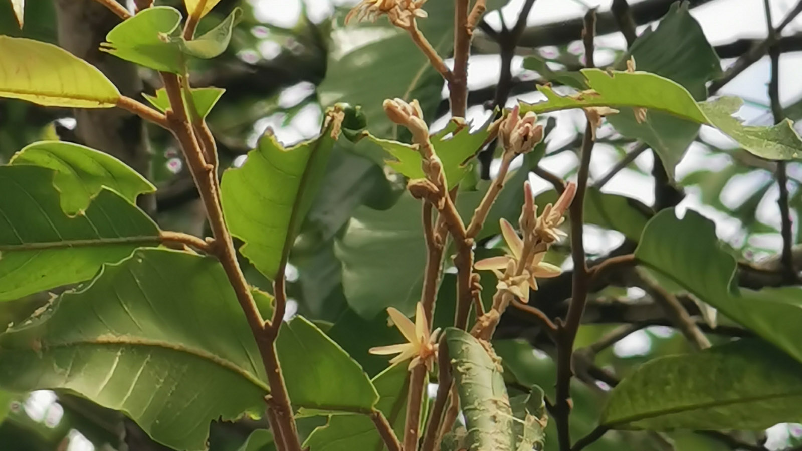 植物图