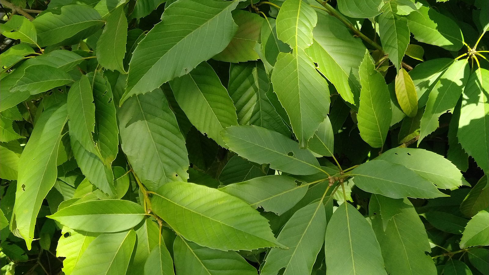 植物详情